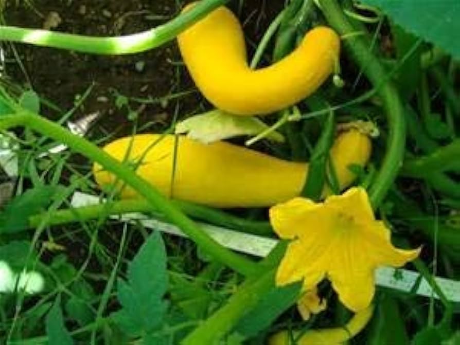 Straightneck Pumpkin Organic Heirloom Vegetable Seeds
