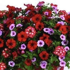 Heirloom Non-GMO Surfinia Flower Seeds for Planting – Cascading Blooms for Hanging Baskets - Non-GMO for planting in home garden