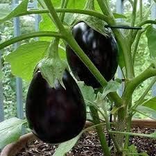 Eggplant Seeds for Planting, Black, 100 pcs