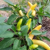 Pepper Plant Seeds for Planting, 100 pcs