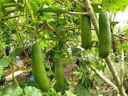 Cassabanana Seeds for Gardening, 100 pcs