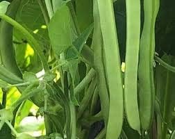 Green Bean Vegetable Seeds for Planting - 100 pcs