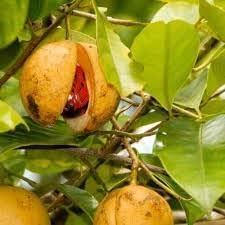 Myristica Fragrans Fruit Seeds for Growing Nutmeg Trees 100 pcs