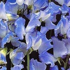 Heirloom Sweet Pea Flower Seeds for Garden Planting, Non-GMO, Fragrant Climbing Blooms for planting in home garden