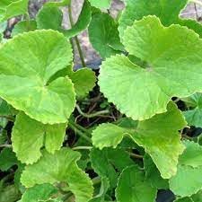 Heirloom Non-GMO Centella Herb Seeds for Medicinal Garden and Home Planting