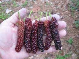 Mini Melon Seeds for Compact, Sweet, and Juicy Fruits 100 pcs