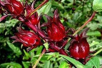 Roselle Hibiscus Fruit Seeds for Growing Tart and Healthy Fruit for Beverages 100 pcs