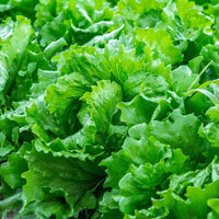 Lettuce Seeds for Home Garden, 100 pcs