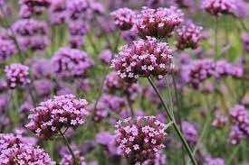 Verbena Flower Seeds for Planting - 100