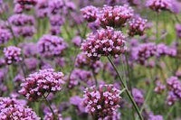 Verbena Flower Seeds for Planting - 100