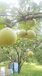 Mirabelle Plum Fruit Seeds for Planting - Cultivating Sweet, Juicy Plums, Heirloom & Non-GMO Seeds