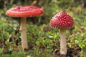 Burgundy Mushroom Seeds for Planting - 100 pcs