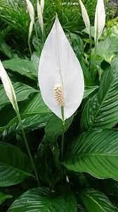 Spathiphyllum Flower Seeds Heirloom Non GMO Planting - 100