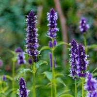 Heirloom Non-GMO Hyssop Flower Seeds for Planting – Aromatic Medicinal for Gardens