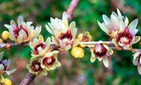Chimonanthus Praecox Flower Seeds Heirloom Non GMO Planting - 100