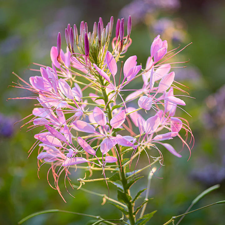 Pink Cleome Flower Seeds for Planting – Heirloom, Non-GMO Flower Seeds with Delicate Petals