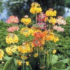 Heirloom Non-GMO Primula Candelabra Flower Seeds for Planting – Colorful Moisture-Loving Perennial Garden Blooms - Non-GMO for planting in home garden