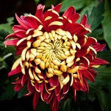 Red Yellow Chrysanthemum Flower Seeds – Heirloom Non-GMO Blooms for Colorful Garden Displays