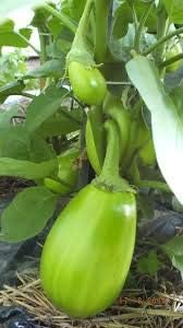 Dark Green Eggplant Seeds for Planting - 100 pcs