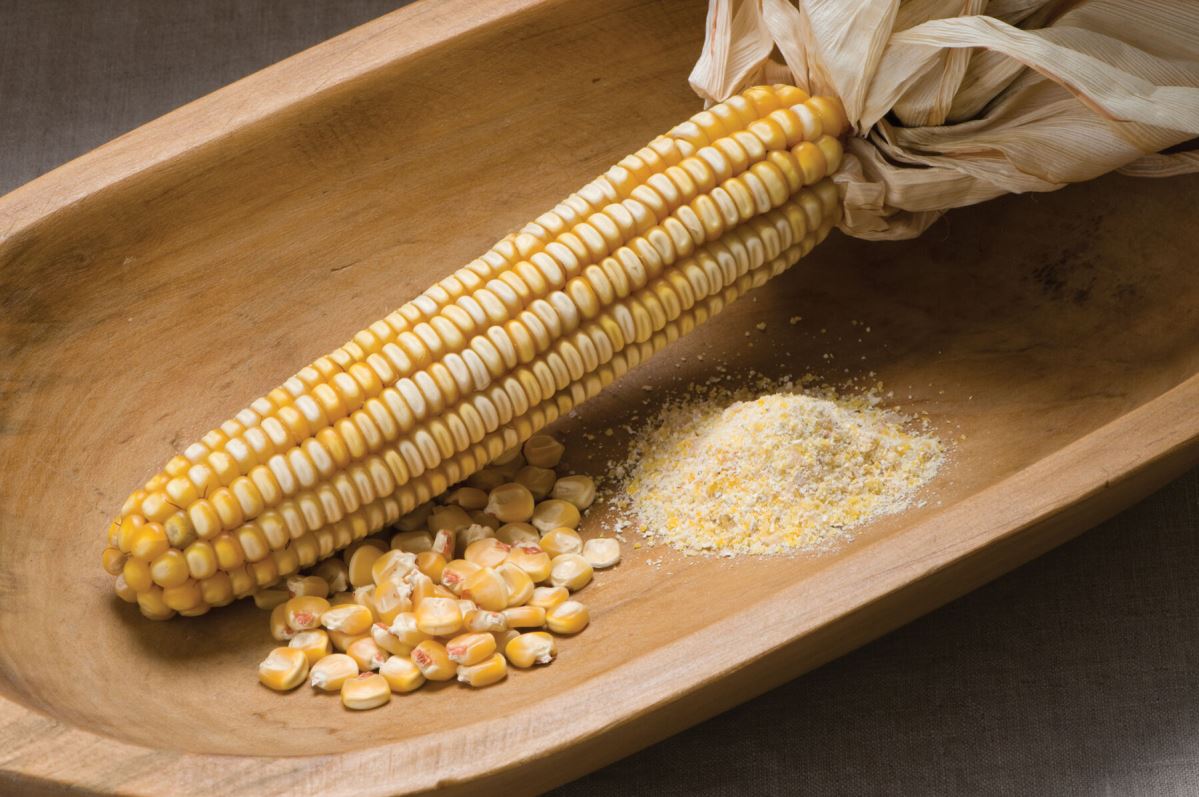 Nothstine Dent – Organic Corn Seed