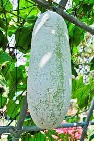 Winter Melon Seeds for Planting - 100 pcs