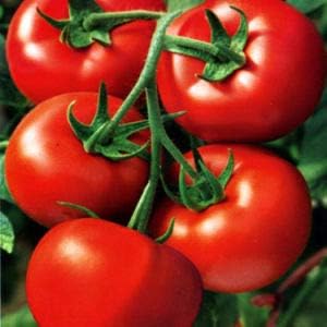 Giant Red Monster Tomato Seeds for Planting - heirloom & Non GMO Seeds