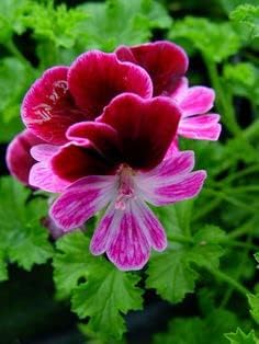 Pink Burgundy Geranium Flower Seeds - 100 pcs