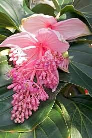 Heirloom Medinilla Flower Seeds, Non-GMO Tropical Pink Blooms for Exotic Garden Planting