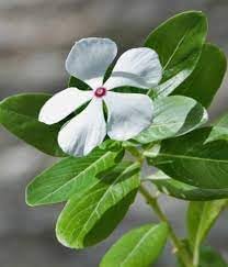 Heirloom Madagascar Flower Seeds for Garden Planting, Non-GMO, Tropical Blooms for Vibrant Landscapes for planting in home garden