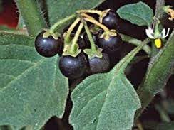 Nigrum Berry or BLACK CURRANT Fruit Seeds for Planting - Growing Dark, Nutritious Berries, Heirloom & Non-GMO Seeds