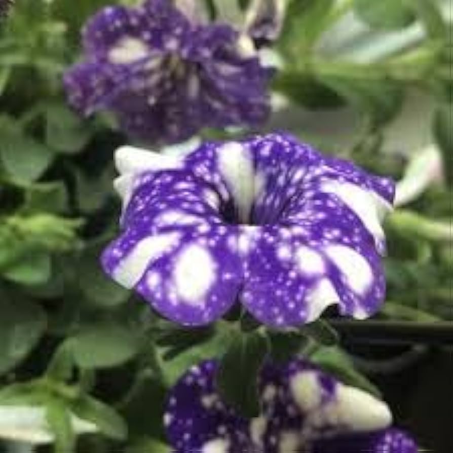 Tacoli Bonsai Petunia Flower Seeds for Planting - Heirloom, NON-GMO Seeds - Easy to Grow Blooms