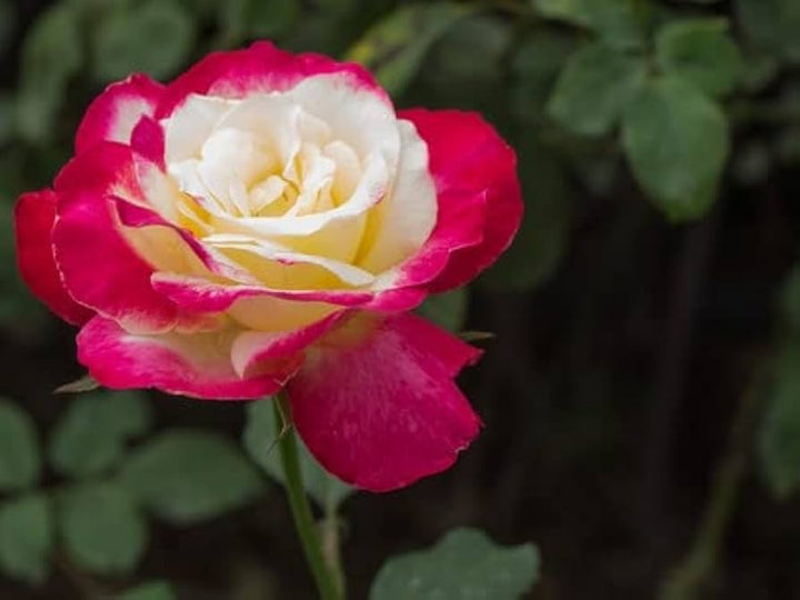 White & Pink Romantic Rose Heirloom Non-GMO Seeds for Planting