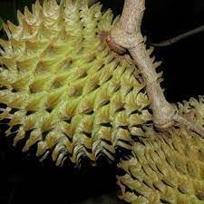 Annona Purpurea Fruit Seed Pack for Exotic Fruit Growth 100 pcs