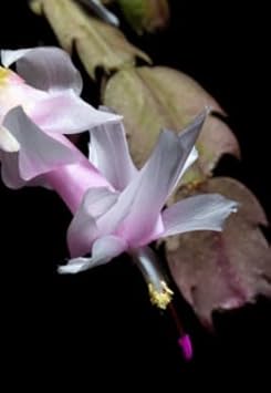 White Zygocactus Seeds for Planting – Organic, Heirloom, Non-GMO Flower Seeds