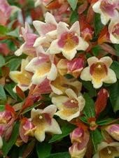 Organic Heirloom Non-GMO White Abelia Seeds for Planting – Fragrant Garden Blooms