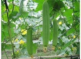 Luffa Angled Vegetable Seeds for Planting - 100 pcs