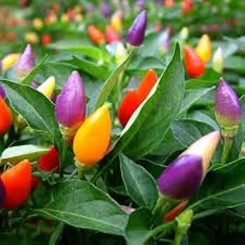 Mixed chili pepper Capsicum annuum seeds for planting in home garden