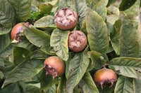 Medlar Fruit Seeds for Growing Unique and Tangy Medlar Trees 100 pcs