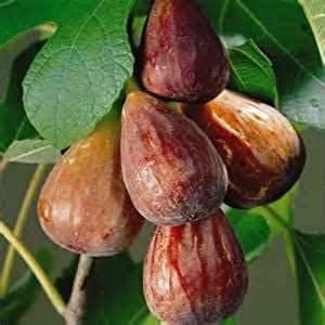 40pcs Brown Turkish Fruit Seeds - Ideal for Growing Unique Turkish Fruits 100 pcs