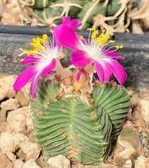 Heirloom Non-GMO Aztekium Flower Seeds for Planting – Rare Cactus Blooms for Succulent Gardens