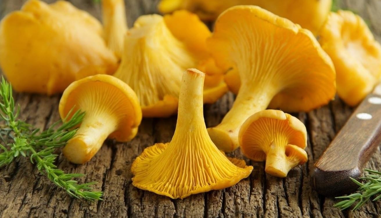 Chanterelle Mushroom Seeds for Planting heirloom & Non-GMO Seeds