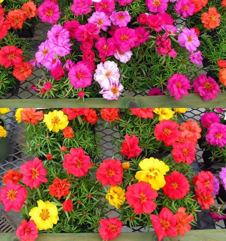 Multi-Color Portulaca Flower Seeds