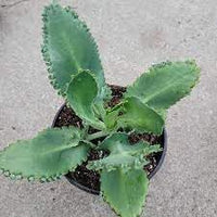 Kalanchoe (Kalanchoe scientific name) for planting in garden