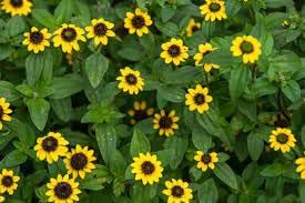 Yellow Creeping Zinnia Flower Seeds for Planting – Vibrant Ground Cover, Non-GMO, Heirloom Seeds