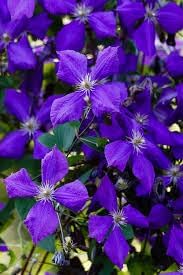 Heirloom Clematis Hybrida Climbing Flower Seeds, Non-GMO Vining Flowers for Planting