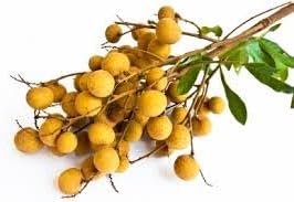 Longan Fruit Seeds for Planting, A Delicious Tropical Fruit Tree 100 pcs