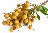 Longan Dimocarpus longan seeds for planting in home garden