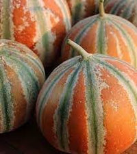 Kajari Melon Fruit Seeds for Growing a Sweet and Unique Melon Variety 100 pcs