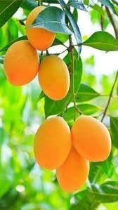 New Fresh 60pcs Mango Fruit Seeds - Sweet Mangoes for Tropical Gardens and Orchards 100 pcs