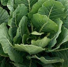 Collard Greens Brassica oleracea seeds for garden planting